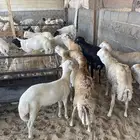 ذبايح رفيدي فل الفل