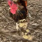 ديوك ترثه فرقى مستوى تب