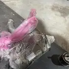 سلف لكزس جي اس 300