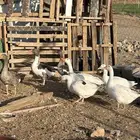 بط وز للبيع
