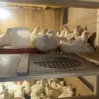 بيض سمان تكساس الأمريكي