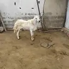 فحل