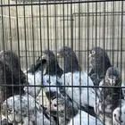 طبات تيدي من امهات مشروطه