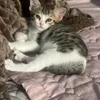 قطط تبني