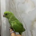 فرخ دره