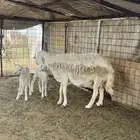 شاه متاومه