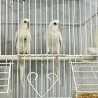 جوز بادجي البينو عيون حمر
