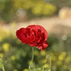 بذور خزامى ديدحان قحويان حوذان