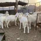طليان للبيع