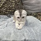 قطط للبيع