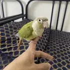كنيور اناناس