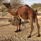 ناقه ساحليه صفرا