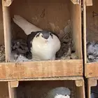 حمام هجين شيرازي