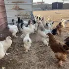 صوص براهما