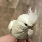 عصفور كروان