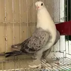 جوز لبناني