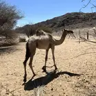 بكره لبنيه عيبها فيها جرب
