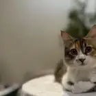 قطة شيرازية للتبني