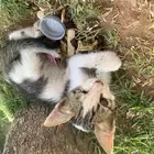 قطط بلدي صغير للتبني