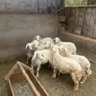 عسفان