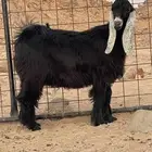 تيس