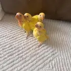 فروخ روز لاتينو تم البيع