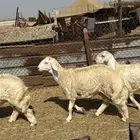 الوسام للذبايح الحري والسواكن
