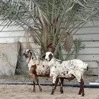 خرفان برابر