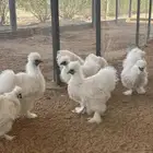دجاج قطني بيور