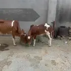 بقر و ابنها