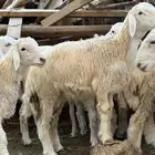 رخله سمينه نظيفة