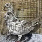 حمام تركي قلابي زوج