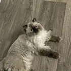 قطة هملايا للتبني