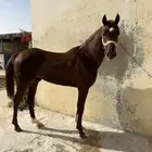 حياكم الله في مربط ( المييز للخيل العربيه) ركوب بالساعه
