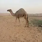 حشوان ذبح