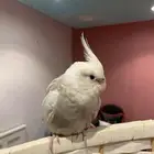 كروان هولندي اليف