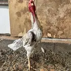 دجاج باكستاني