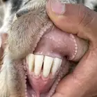 تيس عارضي