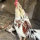 ديك باكستاني