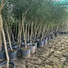 مشتل لبيع الاشجار والنباتات بالجملة