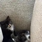 كيتن للتبني