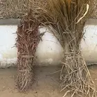 بيع علف