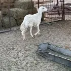 شاه حريه ثنيه
