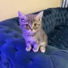 سكوتش ستريت ذكر