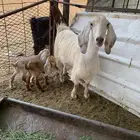 عنز تحتها عناق وتيس