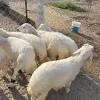 طليان حريه