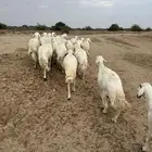 القاعه
