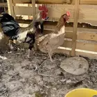 اللبيع ديك ودجاجه بلدي