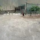 دجاج بلدي دجاج تركي