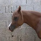 حصان شعبي للبيع